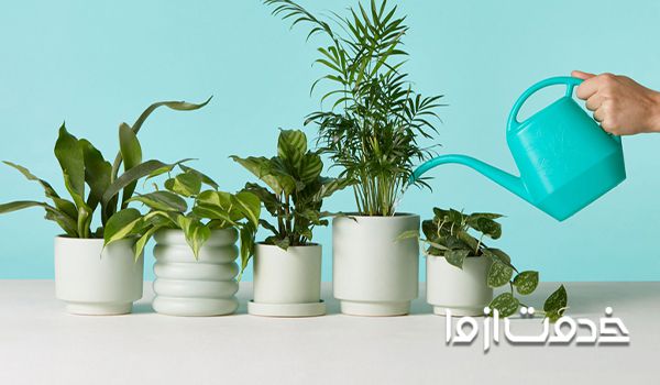 تاثیر آب کافی در سوختن نوک برگ گیاهان آپارتمانی 